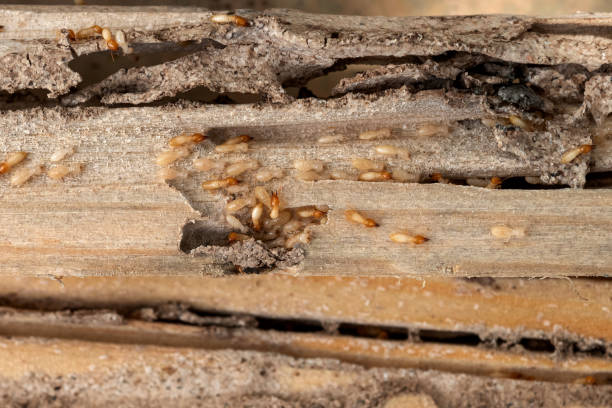 Best Pest Control Near Me in Ojus, FL