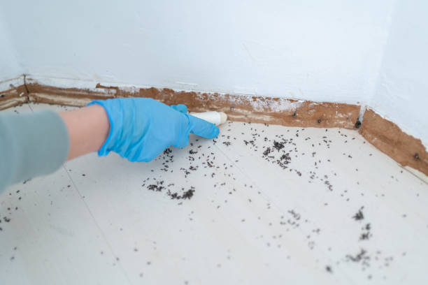 Best Best Pest Control Companies  in Ojus, FL
